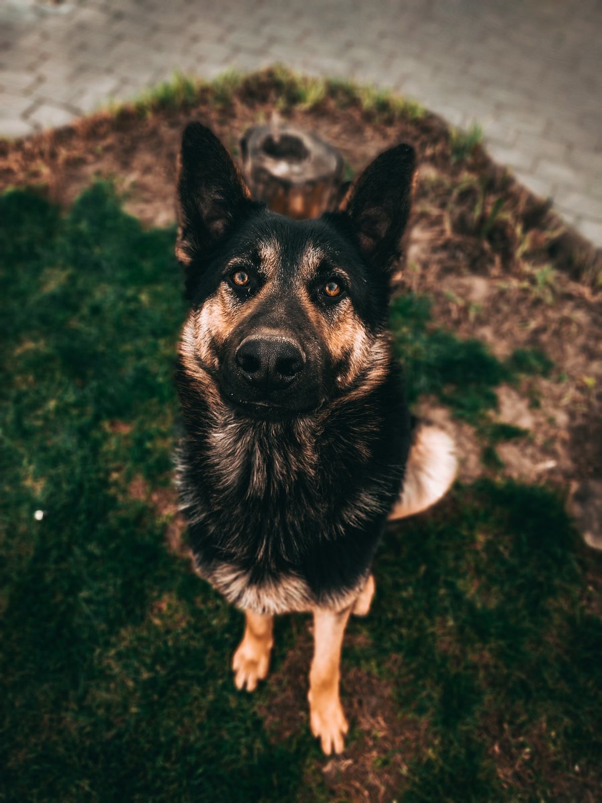 A German Shepherd looking up at the camera from a grassy patch