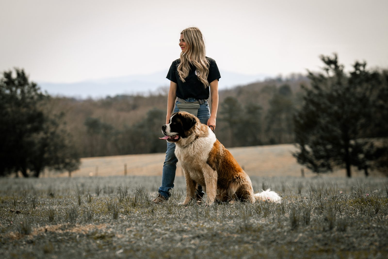 A Saint Bernard sitting at a woman's feet in an open field