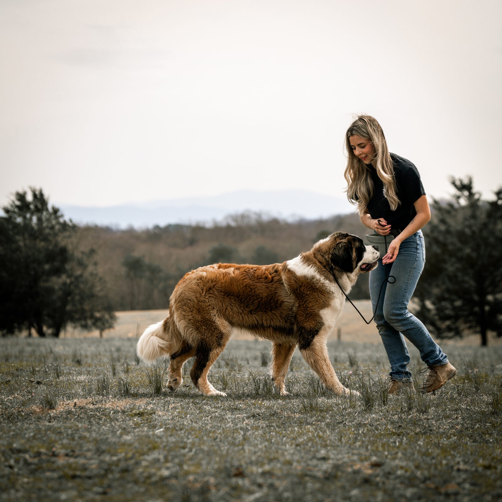 A big Saint Bernard walks toward a trainer on leash in an open field